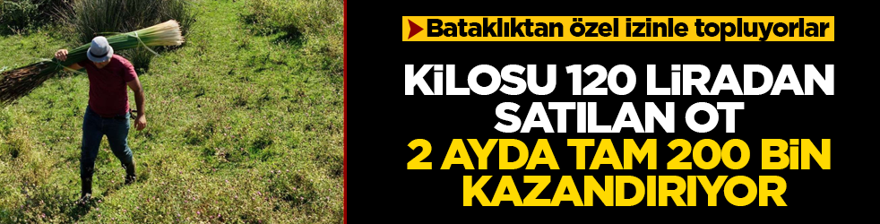 Bataklıktan özel izinle topluyorlar: Kilosu 120 liradan satılan ot, 2 ayda tam 200 bin lira kazandırıyor