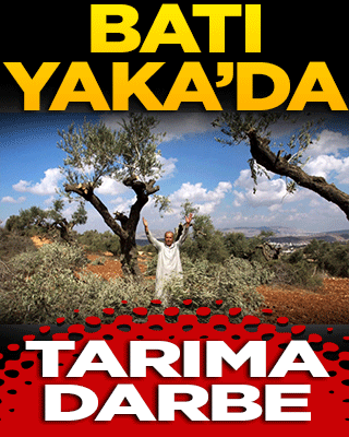 Batı Yaka'da tarıma ağır darbe!