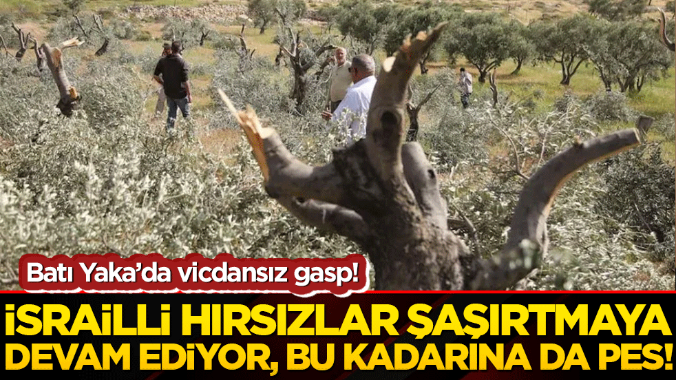 Batı Yaka’da vicdansız gasp! Fanatik İsrailliler Filistinlilerin zeytinlerini çaldı!
