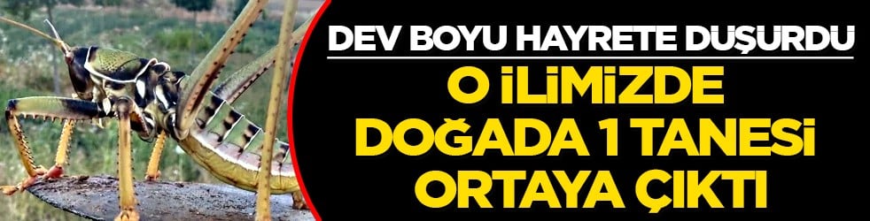 Batman'da 1 tanesi ortaya çıktı! Etçil çekirge: Dev çekirgeyi gören hayrete düştü
