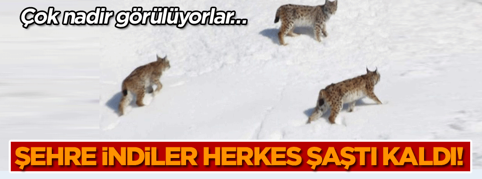 Bayburt'ta vaşak görüldü