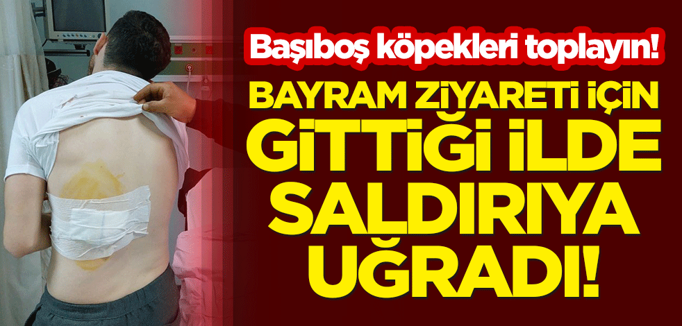 Bayram ziyareti için gittiği ilde saldırıya uğradı! Başıboş köpekleri toplayın!
