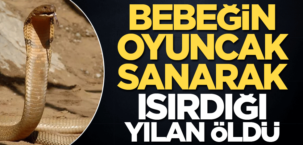 Bebeğin oyuncak sanarak ısırdığı yılan öldü