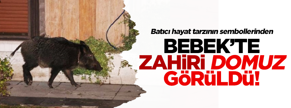 Bebek'te domuz görüldü!