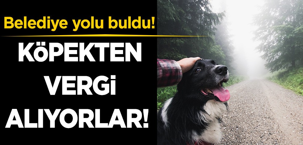Belediye yolu buldu! Köpekten vergi alıyorlar!