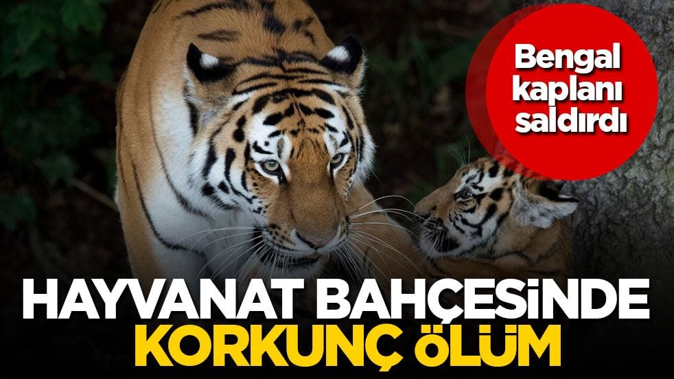 Bengal kaplanı saldırdı! Hayvanat bahçesinde korkunç ölüm