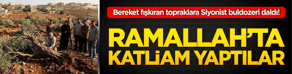 Bereket fışkıran topraklara Siyonist buldozeri daldı! Ramallah'ta 200 zeytin ağacı söküldü