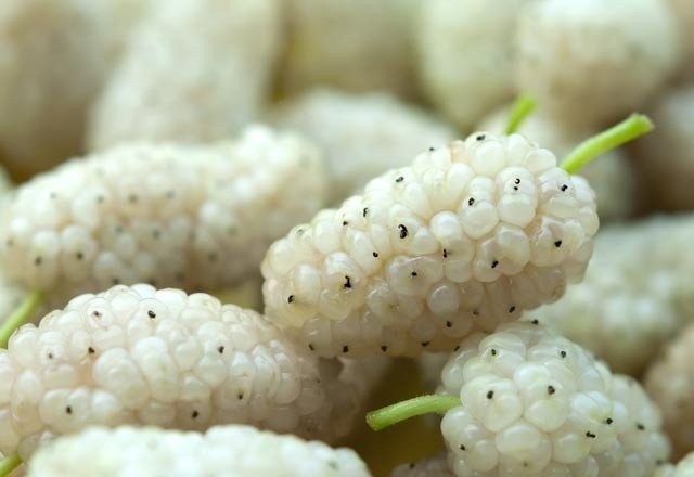 Besin değeri oldukça yüksek olan dutun faydalarını biliyor muydunuz?