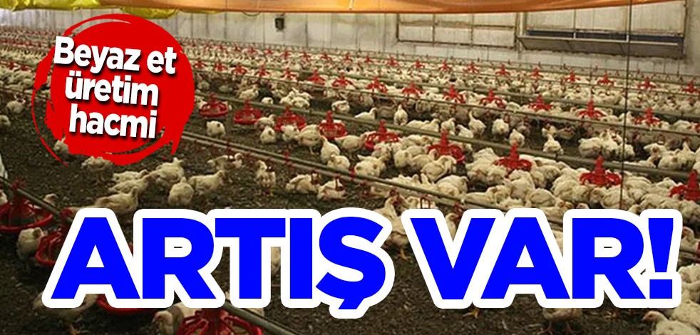 TÜİK 2024 Temmuz ayı beyaz et üretim hacmi 205 bin 656 ton diyerek açıkladı!