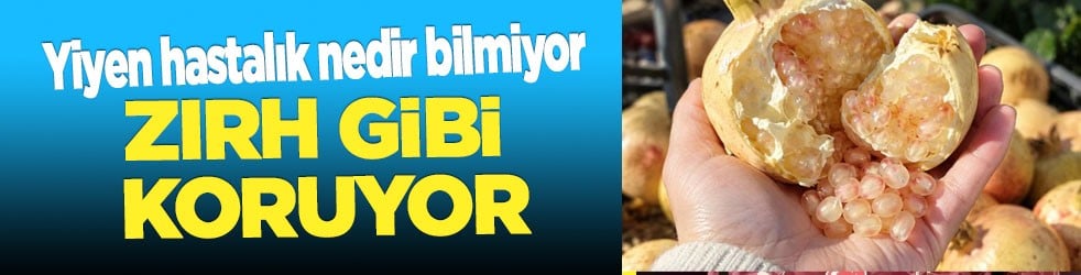Beyaz nar: Yiyeni zırh gibi koruyor! Hastalıklara savaş açıyor... İşiten enerjisinin peşine düştü