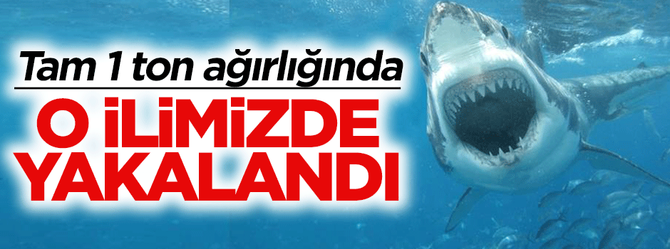 Beylikdüzü'nde 1 tonluk köpek balığı yakalandı