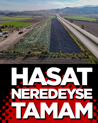 Beypazarı’nda mor lahana bereketi! Hasat neredeyse tamam
