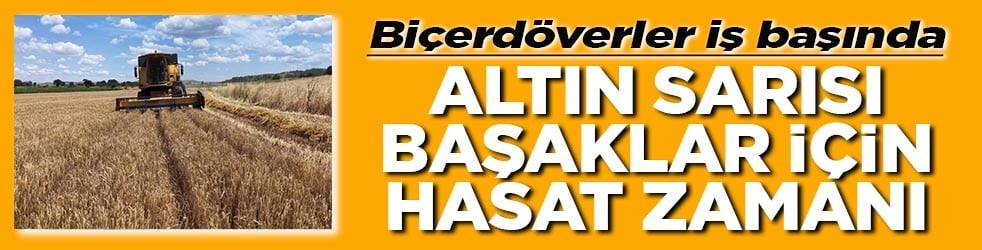 Biçerdöverler iş başında Altın sarısı başaklar için hasat zamanı
