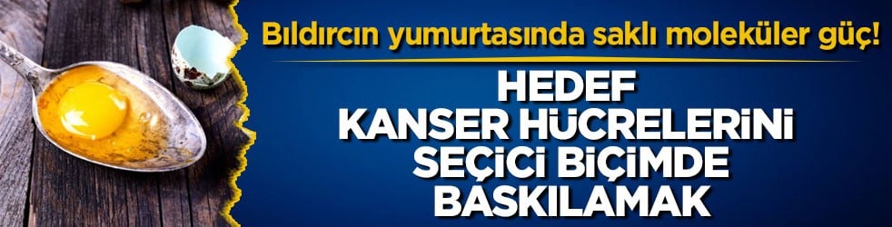 Bıldırcın yumurtasında saklı moleküler güç! Hedef kanser hücrelerini seçici biçimde baskılamak