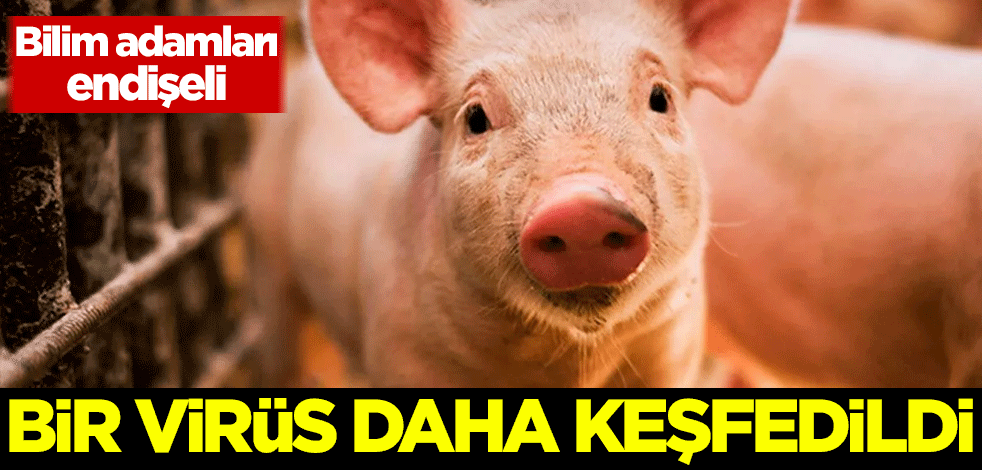 Bilim adamları endişeli! Bir virüs daha keşfedildi