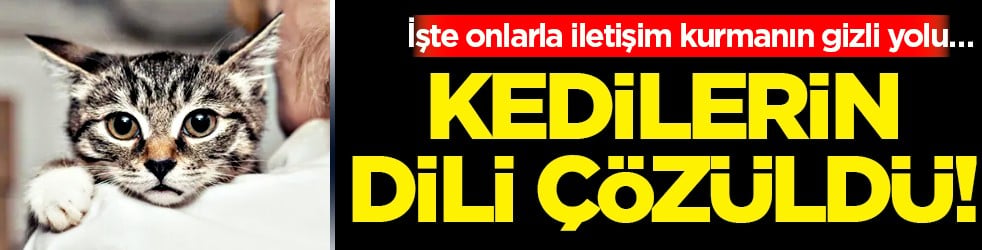Bilim doğruladı: Kedilerin dili çözüldü! İşte onlarla iletişim kurmanın gizli yolu…