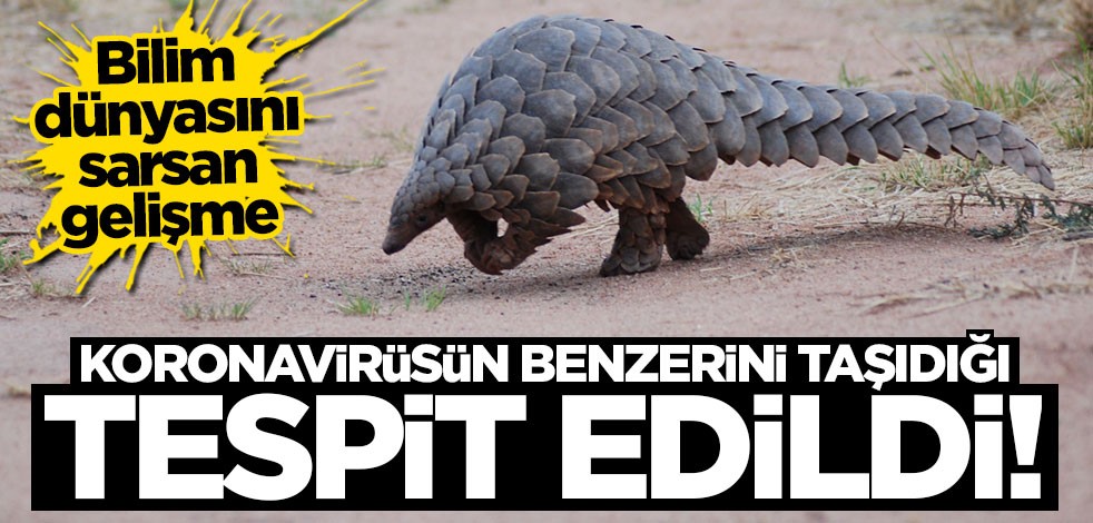 Bilim dünyasını sarsan gelişme! Koronavirüsün benzerini taşıdığı tespit edildi!
