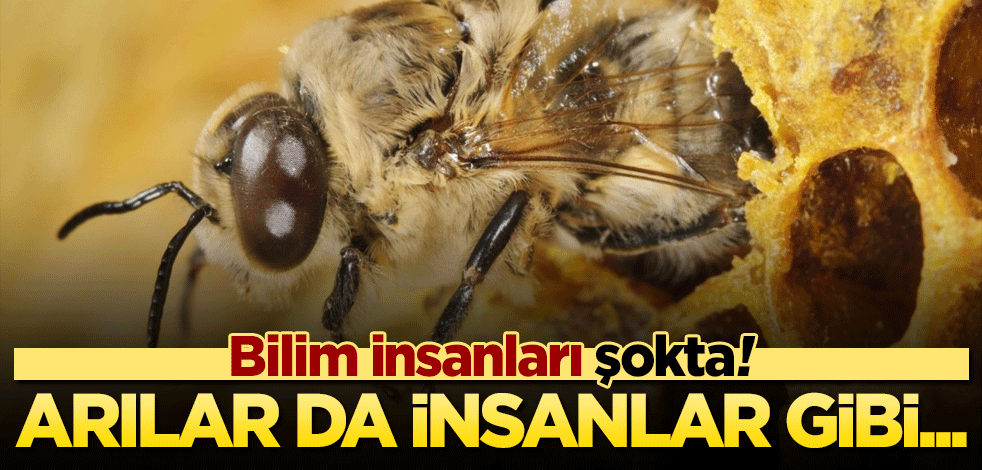 Bilim insanları arıların alet kullandığına ilk kez tanık oldu