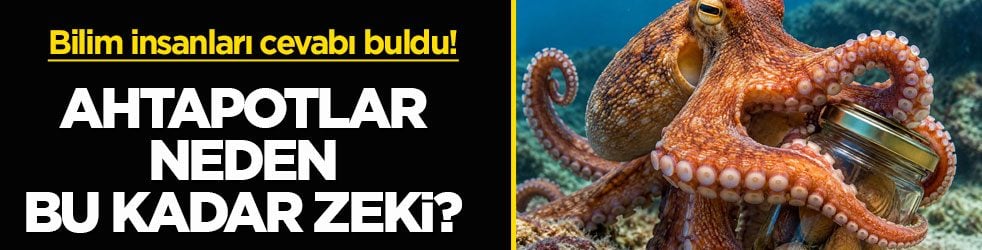 Bilim insanları cevabı buldu! Ahtapotlar neden bu kadar zeki?