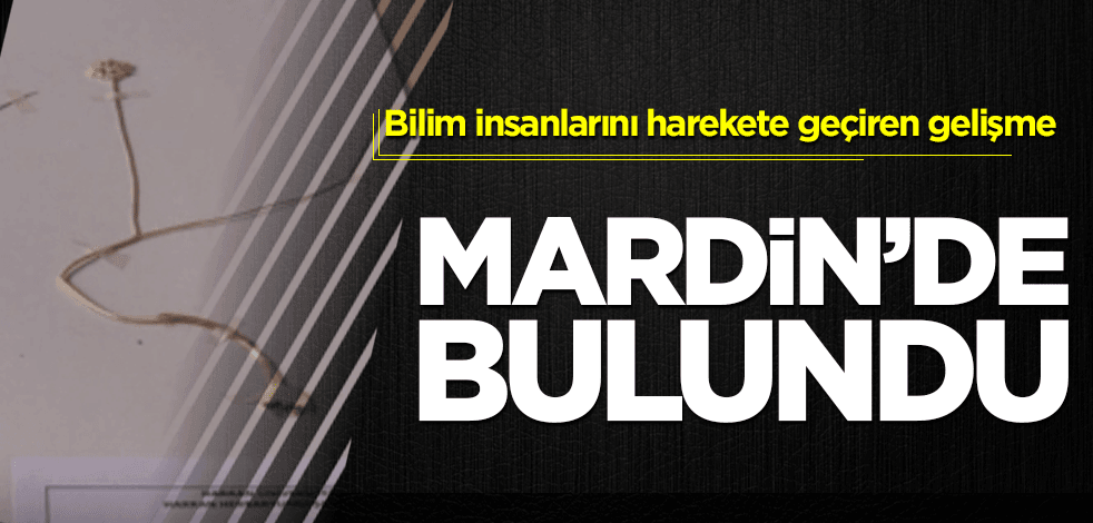 Bilim insanları peşine düştü! Mardin’de bulundu