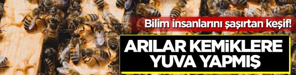 Bilim insanlarını şaşırtan keşif! Arılar kemiklere yuva yapmış