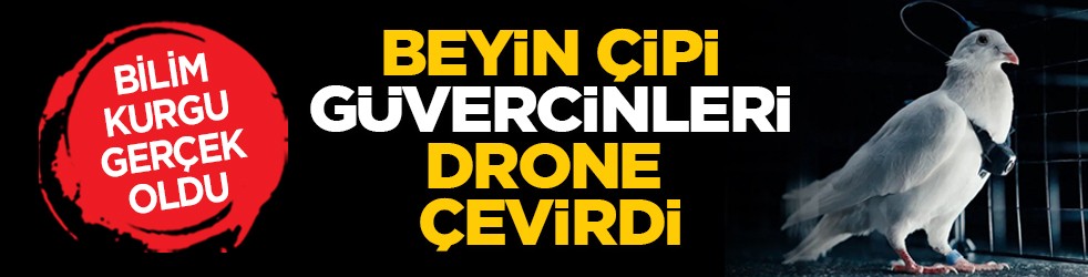 Bilim kurgu gerçek oldu: Beyin çipi güvercinleri drone çevirdi
