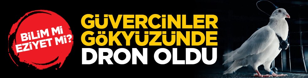 Bilim mi, eziyet mi? Güvercinler gökyüzünde dron oldu