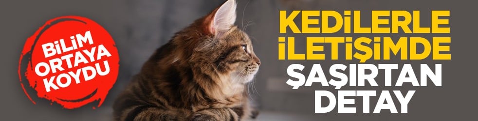 Bilim ortaya koydu: Kedilerle iletişimde şaşırtan detay