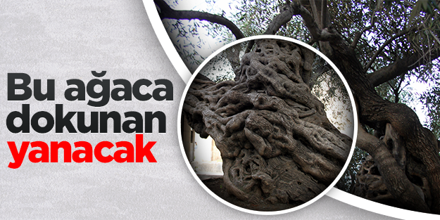 Bin 350 yıllık tarihi ağaca dokunan yanacak