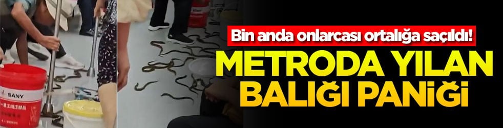 Bin anda onlarcası ortalığa saçıldı! Metroda yılan balığı paniği