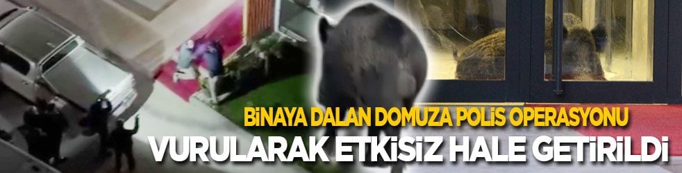 Binaya dalan yaban domuzu polis operasyonuyla etkisiz hale getirildi