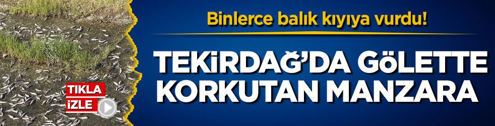 Binlerce balık kıyıya vurdu! Tekirdağ’da gölette korkutan manzara