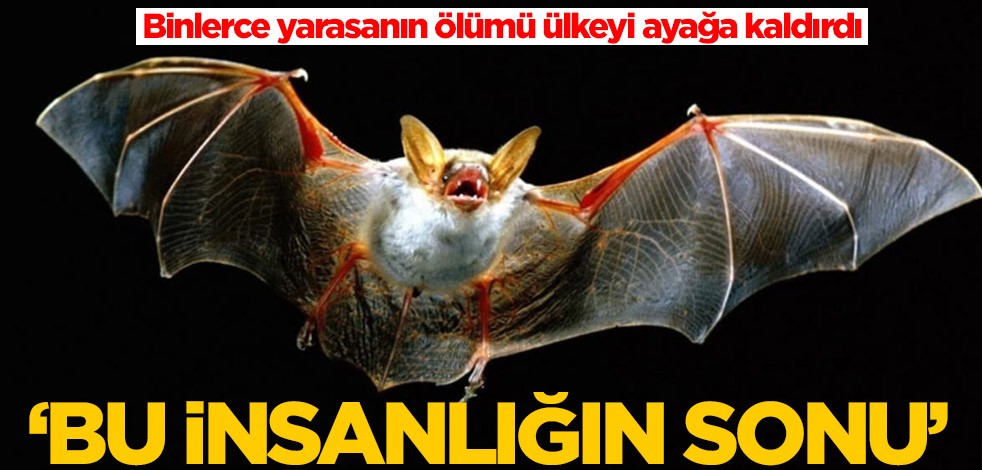 Binlerce yarasanın ölümü ülkeyi ayağa kaldırdı! 'Bu insanlığın sonu'