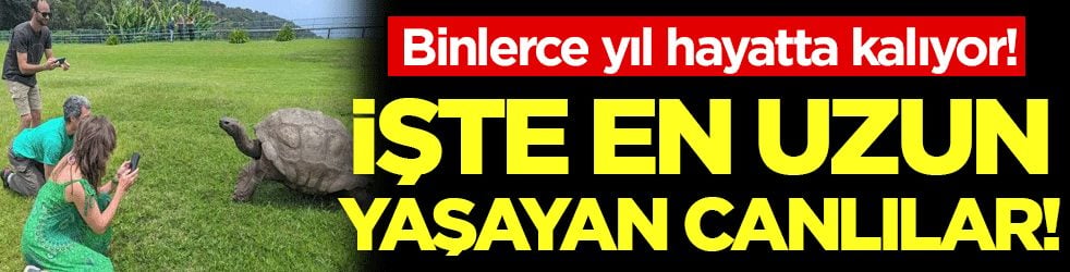 Binlerce yıl hayatta kalıyor: İşte en uzun yaşayan canlılar!