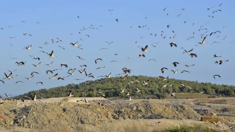 Binlerce yıldır süren yolculuk! Rota Afrika... Mersin semalarında görsel şölen