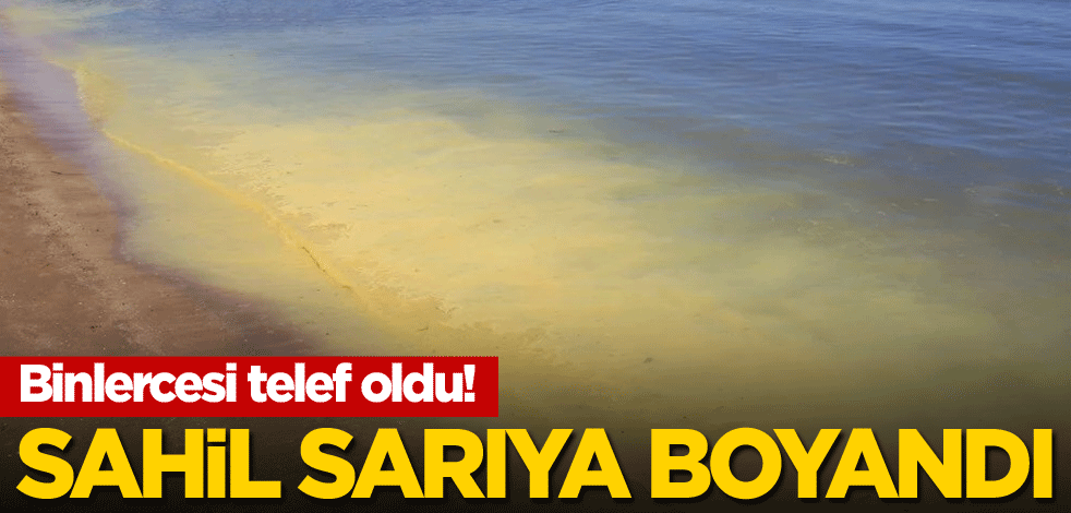 Binlercesi telef oldu! Sahil sarıya boyandı