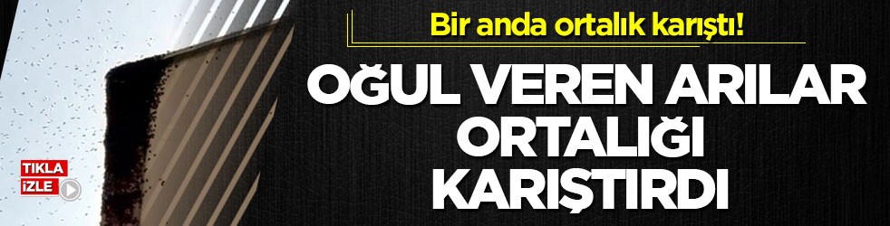 Bir anda ortalık karıştı! Oğul veren arılar ortalığı karıştırdı