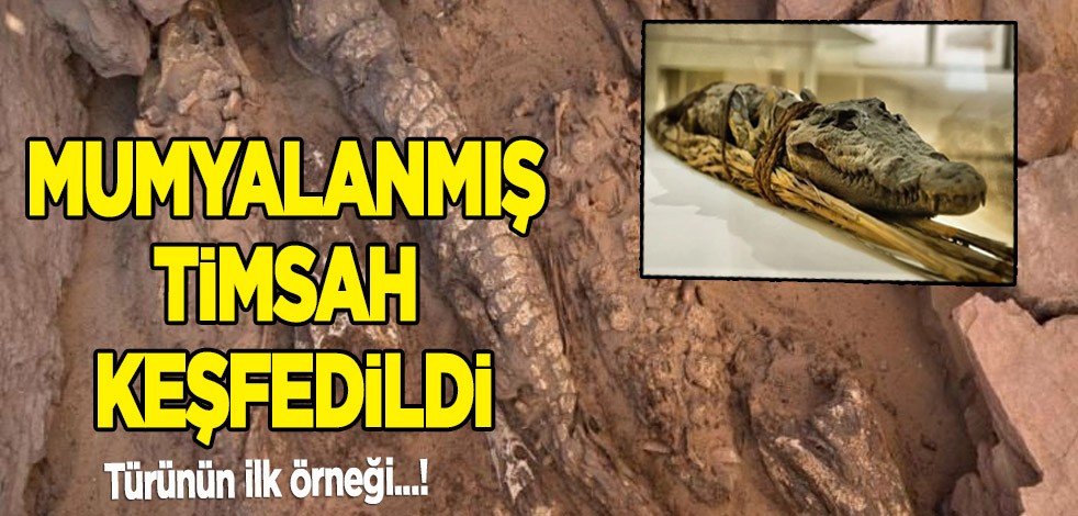 Bir antik Mısır mezarında binlerce yıllık 10 mumyalanmış oldukça devasa timsah keşfedildi! Bölge sakinleri şaşkın