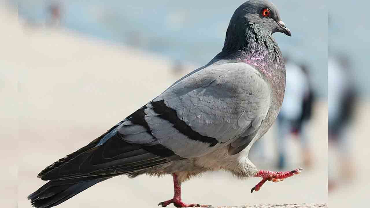 Bir bacadan çıkan savaş sırrı: Kırılamayan güvercin mesajı