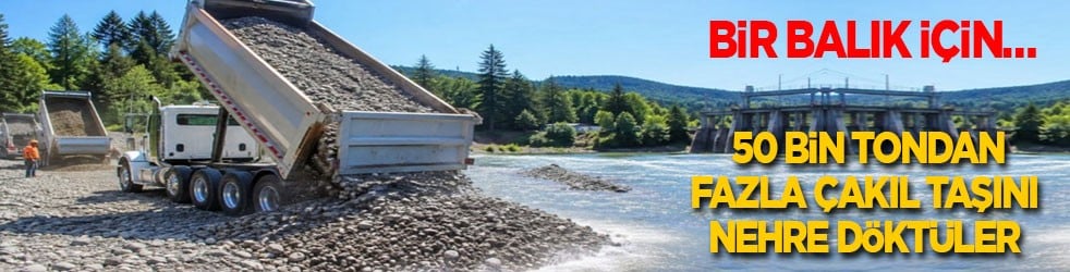 Bir balık için… 50 bin tondan fazla çakıl taşını nehre döktüler 