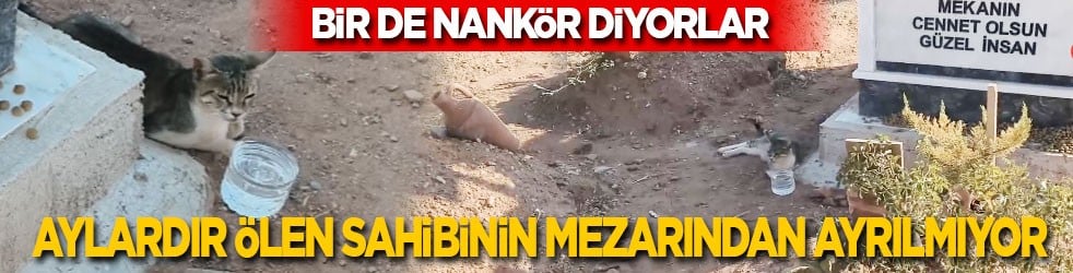 Bir de nankör derler! Aydın'da bir kedi aylardır ölen sahibinin mezarından ayrılmıyor