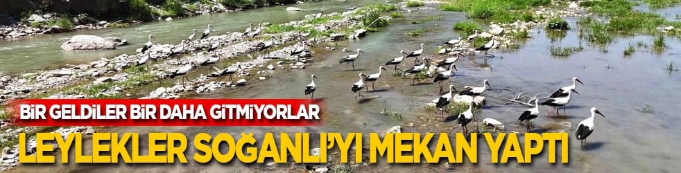 Bir geldiler bir daha gitmiyorlar! Leylekler Soğanlı’yı mekan yaptı