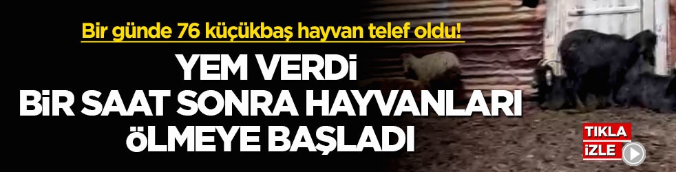 Bir günde 76 küçükbaş hayvan telef oldu! Yem verdi, bir saat sonra hayvanları ölmeye başladı