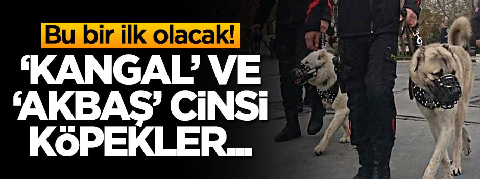 Bir ilk olacak! 'Kangal' ve 'Akbaş' cinsi köpekler...