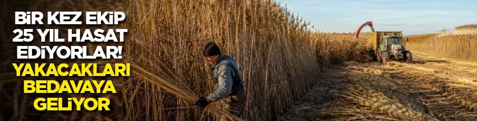 Bir kez ekip 25 yıl hasat ediyorlar! Yakacak da bedavaya geliyor