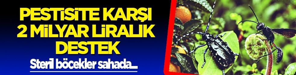 Bir süredir 'Pestisite' karşı verilen mücadelede: 2 milyar liralık destek verildi... Samuray arısı - steril böcekler sahada