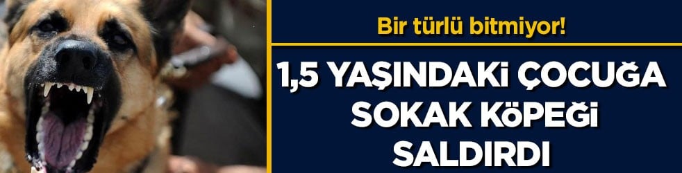 Bir türlü bitmiyor! 1,5 yaşındaki çocuğa sokak köpeği saldırdı