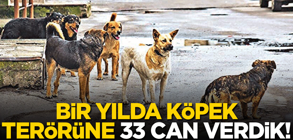 Bir yılda köpek terörüne 33 can verdik!