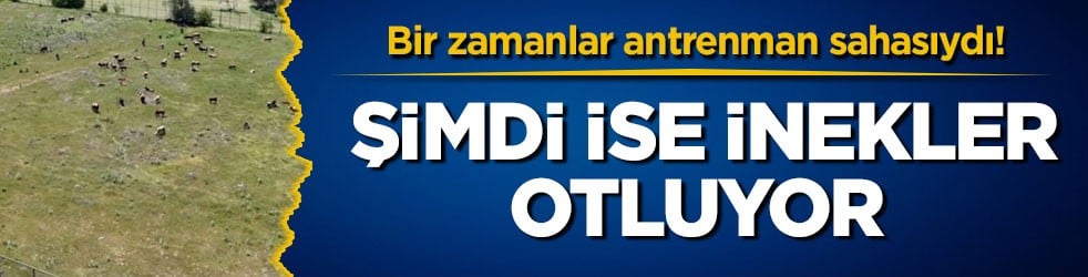 Bir zamanlar antrenman sahasıydı! Şimdi ise inekler otluyor