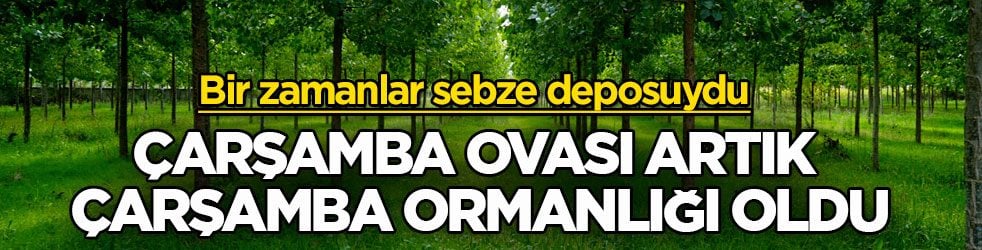 Bir zamanlar sebze deposuydu! Çarşamba Ovası artık Çarşamba ormanlığı oldu